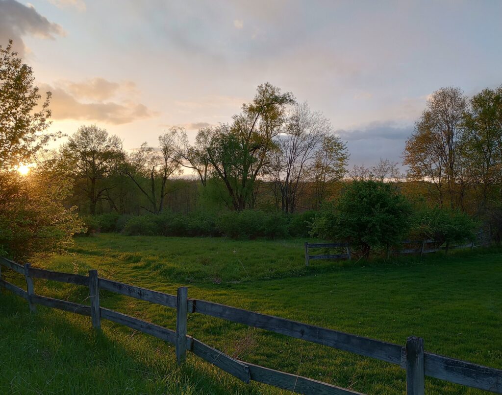 Golden hour glow, Black Creek Rd