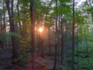 Sunset Through the Trees, John Burroughs Park