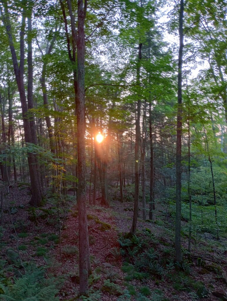 Sunset Through the Trees, John Burroughs Park