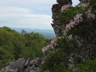 Mountain Laurel on Bonticou Scramble, Mohonk Preserve