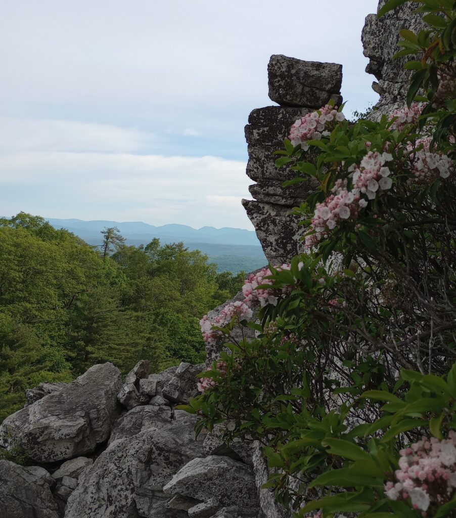 Mountain Laurel on Bonticou Scramble, Mohonk Preserve