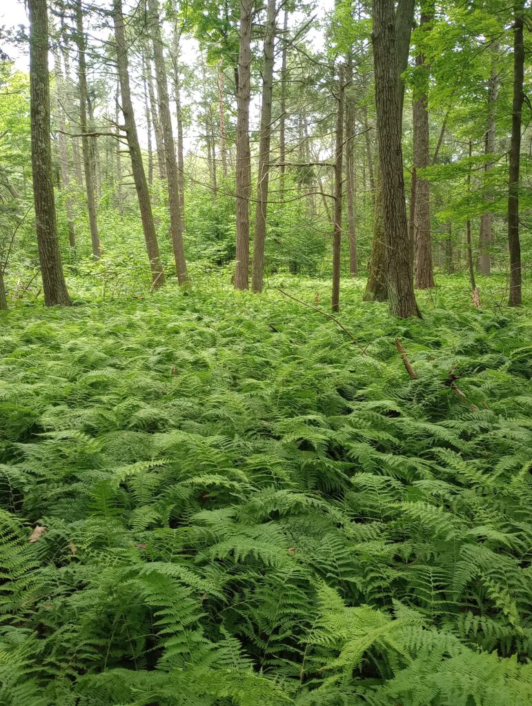 Fern Forest, Louisa Pond