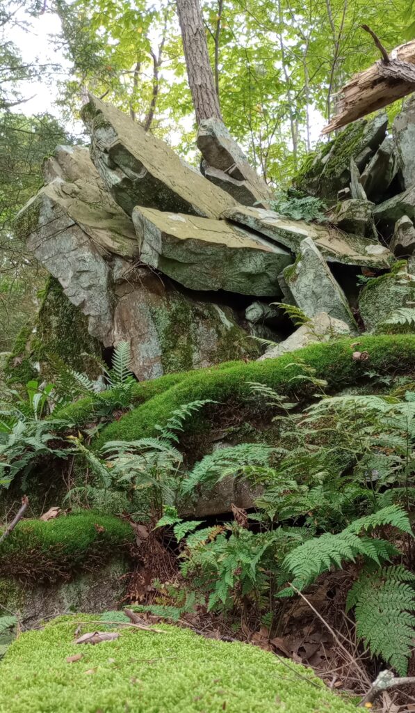 Forest Formation, John Burroughs Park