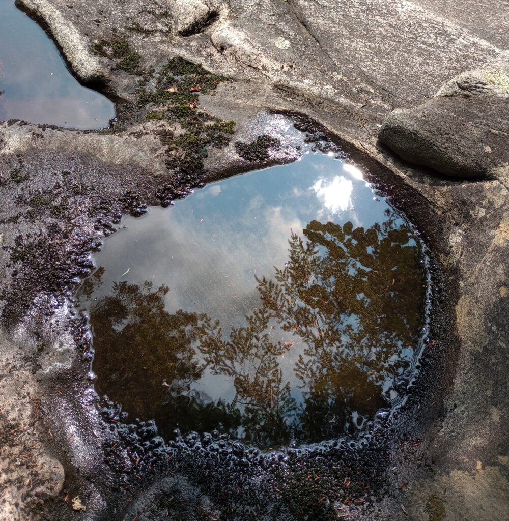 Canopy reflected in pool, Potholers ADK